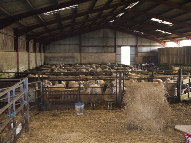 Sheep Shed Plans For 1000 Sheep shed roof design house